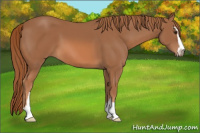 Horse Color:Liver Chestnut Sabino