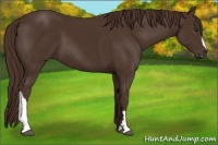 Horse Color:Liver Chestnut 
