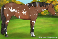 Horse Color:White Spotted Bay Sabino