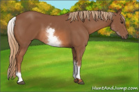 Horse Color:White Spotted Liver Chestnut 