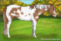 Horse Color:White Spotted Chestnut Tobiano Frame