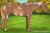 Horse Color:White Spotted Chestnut 