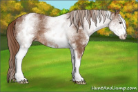 Horse Color:White Spotted Liver Chestnut 