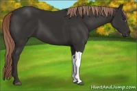 Horse Color:Liver Chestnut