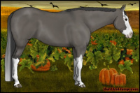 Horse Color:Grullo Splash 