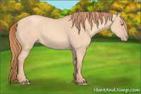 Horse Color:Gold Champagne Dun