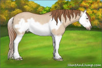Horse Color:Red Dun Splash Frame Rabicano