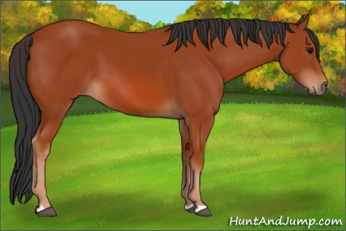 Horse Color: Brown 