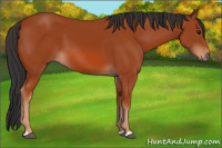 Horse Color:Brown 