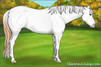 Horse Color:White Spotted Bay Dun Appaloosa 