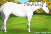 Horse Color:White Spotted Black Tobiano 