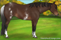 Horse Color:Gray White Spotted Bay Tobiano 