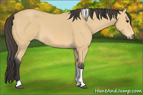 Horse Color: Buckskin Tobiano 