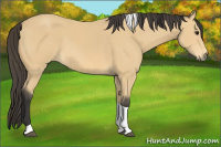 Horse Color:Buckskin Tobiano