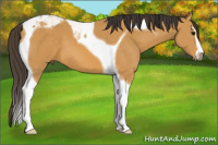 Horse Color:Buckskin Sabino Tobiano 