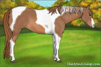 Horse Color:Chestnut Tobiano