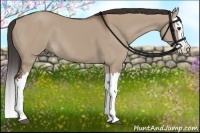 Horse Color:Liver Red Dun Splash 