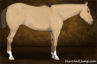 Horse Color:Buckskin Dun