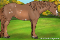 Horse Color:White Spotted Liver Chestnut Frame 