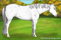 Horse Color:White Spotted Bay Roan Splash Appaloosa 
