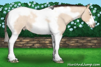 Horse Color:Amber Champagne Roan Dun Splash Tobiano Frame 