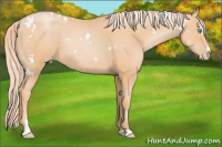 Horse Color:White Spotted Palomino Pearl Sabino