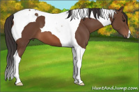Horse Color:Bay Tobiano 
