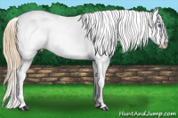 Horse Color:White Spotted Red Dun Splash Appaloosa Rabicano 