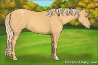 Horse Color:Gold Cream Champagne 