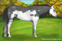 Horse Color:Blue Roan Splash Frame 