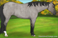 Horse Color:Grullo Roan 