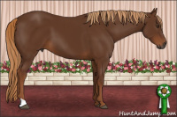Horse Color:Gray Chestnut 