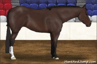 Horse Color:Gray Bay 