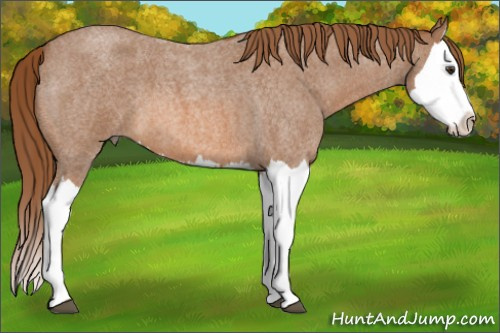 Horse Color: Red Roan Splash 