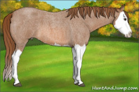 Horse Color:Red Roan Splash 