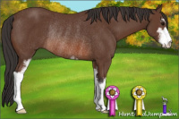Horse Color:Bay Sabino Rabicano 