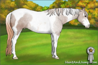 Horse Color:Chestnut Sabino Tobiano 