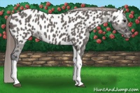 Horse Color:Grullo Tobiano Near Leopard