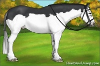Horse Color:Black Splash Frame