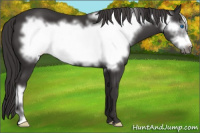 Horse Color:Smoky Black Frame 