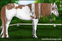 Horse Color:White Spotted Chestnut Splash Frame