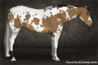 Horse Color:Gray White Spotted Buckskin 