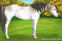 Horse Color:White Spotted Buckskin Dun 
