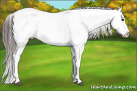 Horse Color:Brown Tobiano Appaloosa