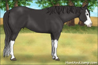 Horse Color:Smoky Black Splash