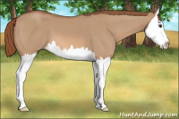 Horse Color:Red Dun Splash 
