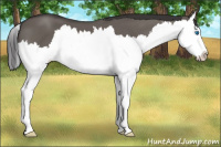 Horse Color:Smoky Grullo Splash 