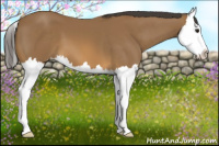 Horse Color:Buckskin Splash 