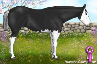 Horse Color:Gray Black Splash 