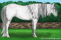 Horse Color:White Spotted Black